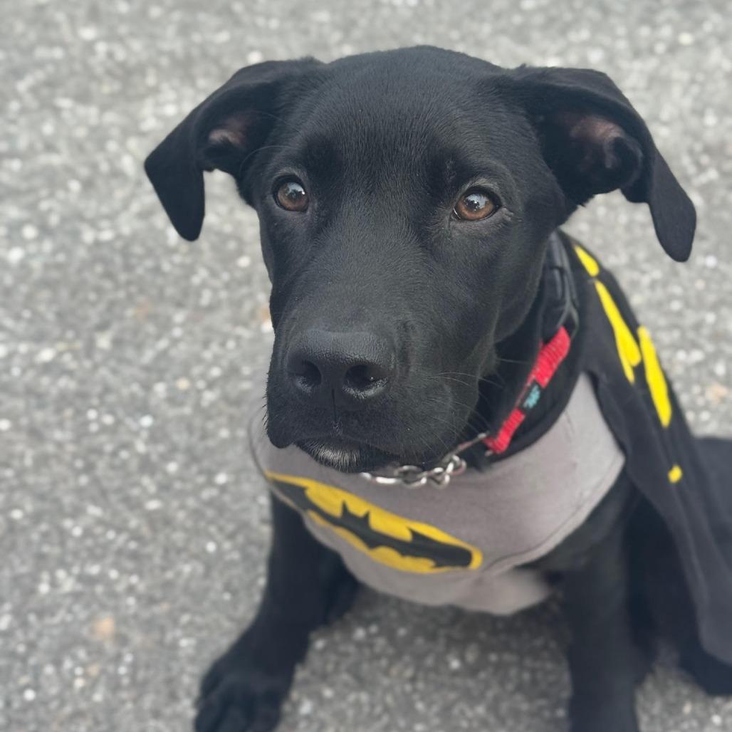 Enlarge Jet Mario, a Adoptable Labrador Retriever in Sarasota, FL image 6/6