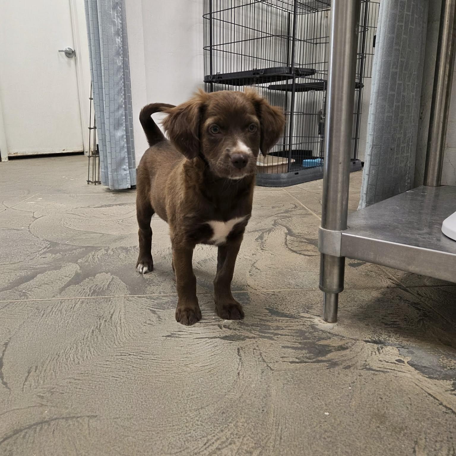 Enlarge Moose, a ADOPTABLE mixed breed in Roosevelt, UT image 2/4