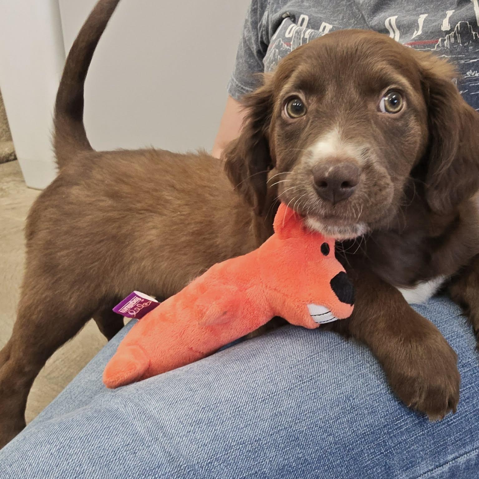 Enlarge Moose, a ADOPTABLE mixed breed in Roosevelt, UT image 3/4