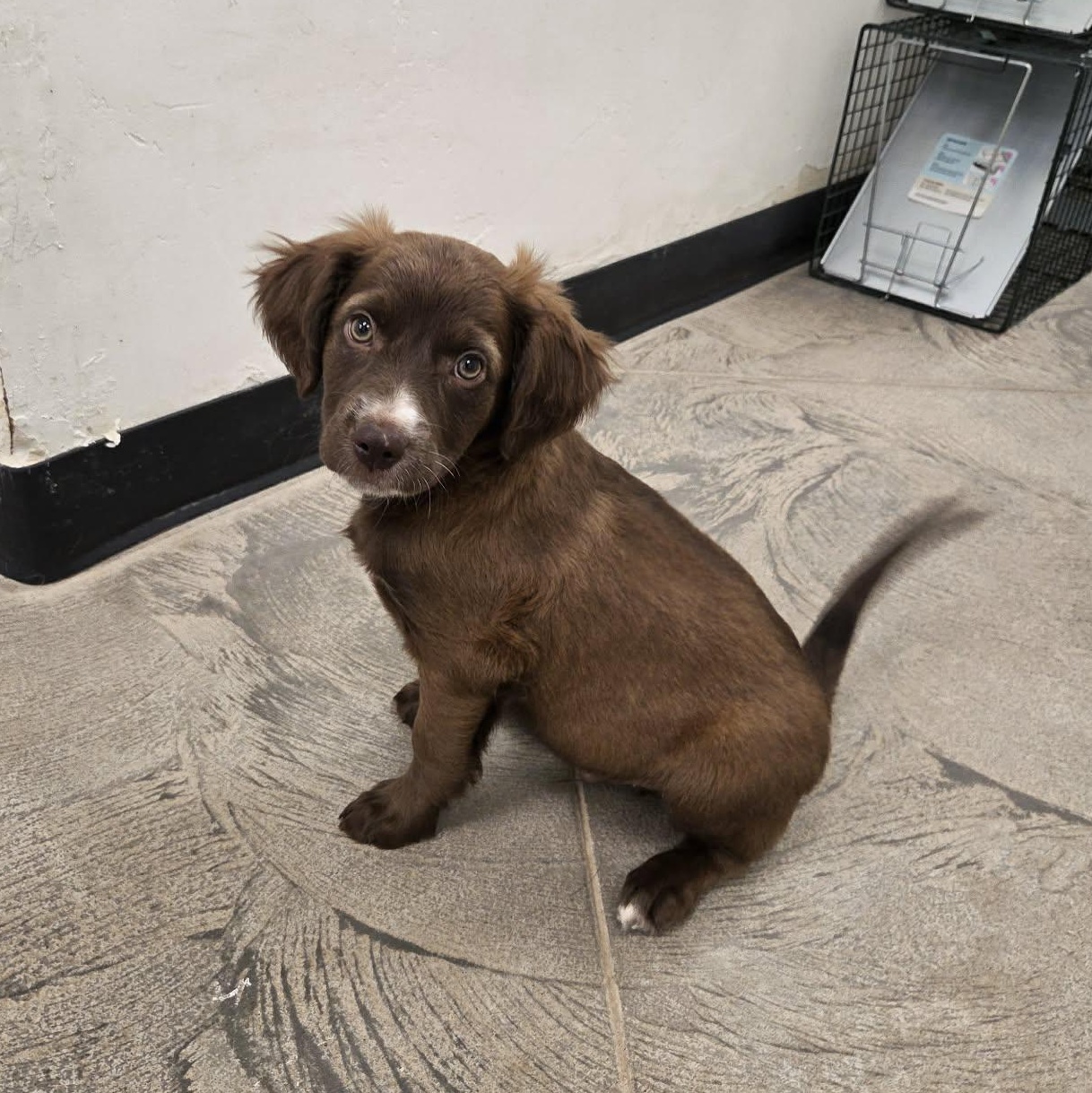 Moose, ADOPTABLE, Young Male Mixed Breed.
