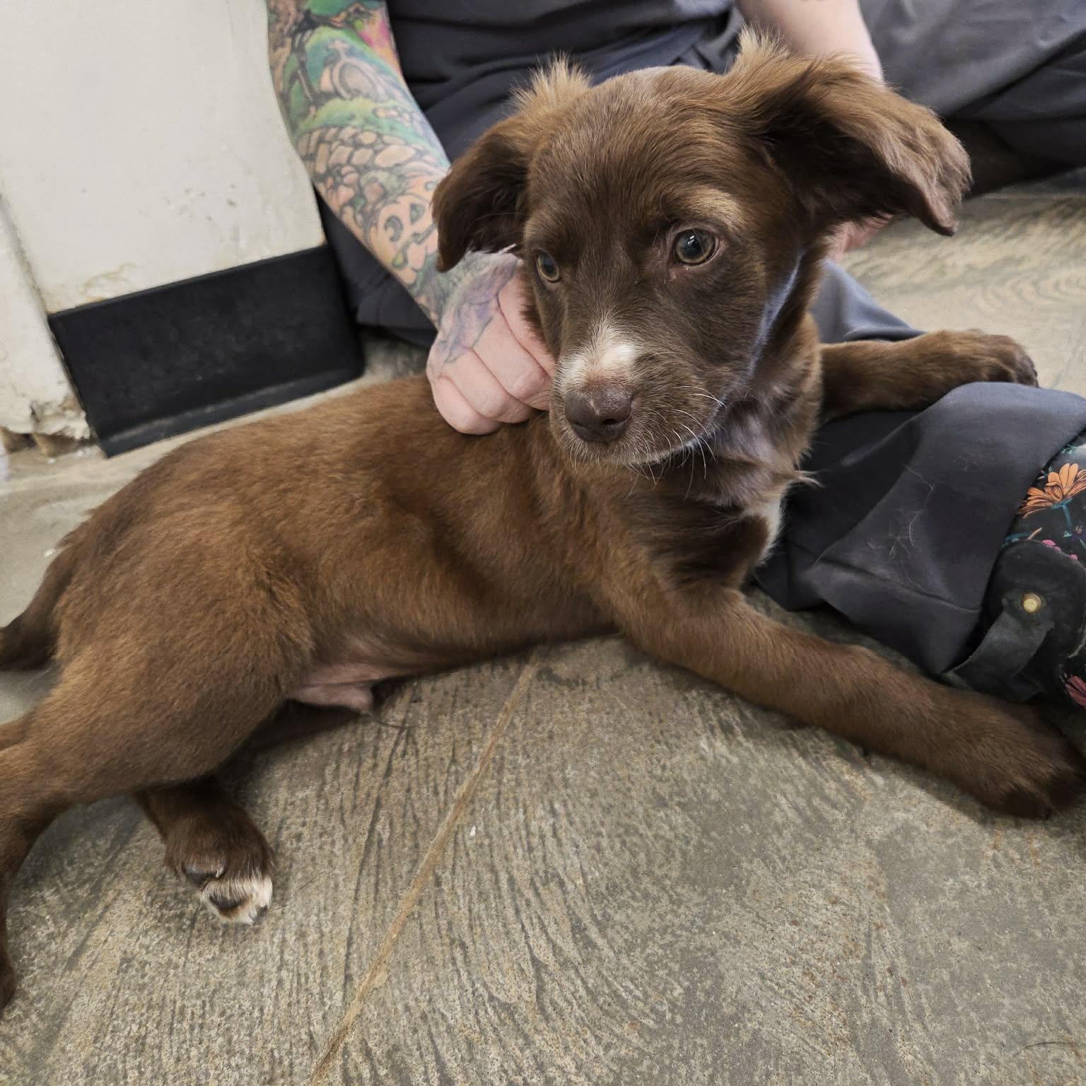 Enlarge Moose, a ADOPTABLE mixed breed in Roosevelt, UT image 4/4