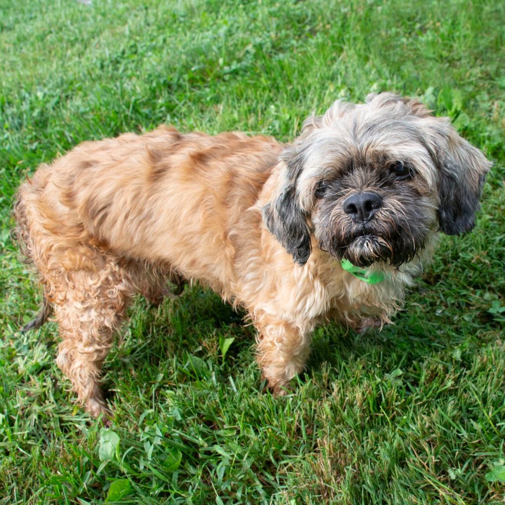 Carl, Adoptable, Senior Male Shih Tzu.