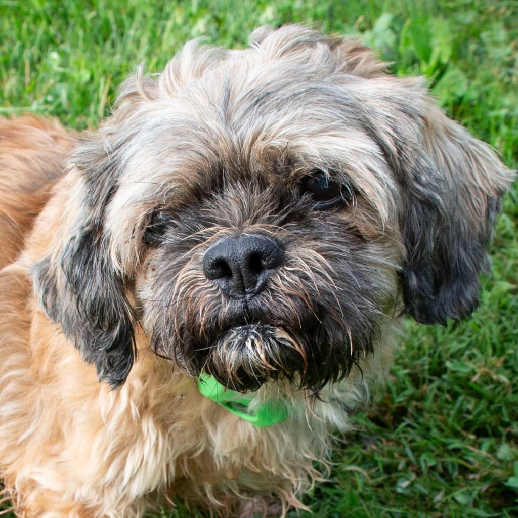 Enlarge Carl, a Adoptable mixed breed in Troy, OH image 2/2