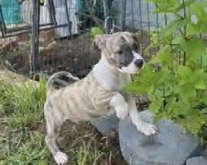 Enlarge CONNER, a Adoptable Mixed Breed in East Flat Rock, NC image 4/6