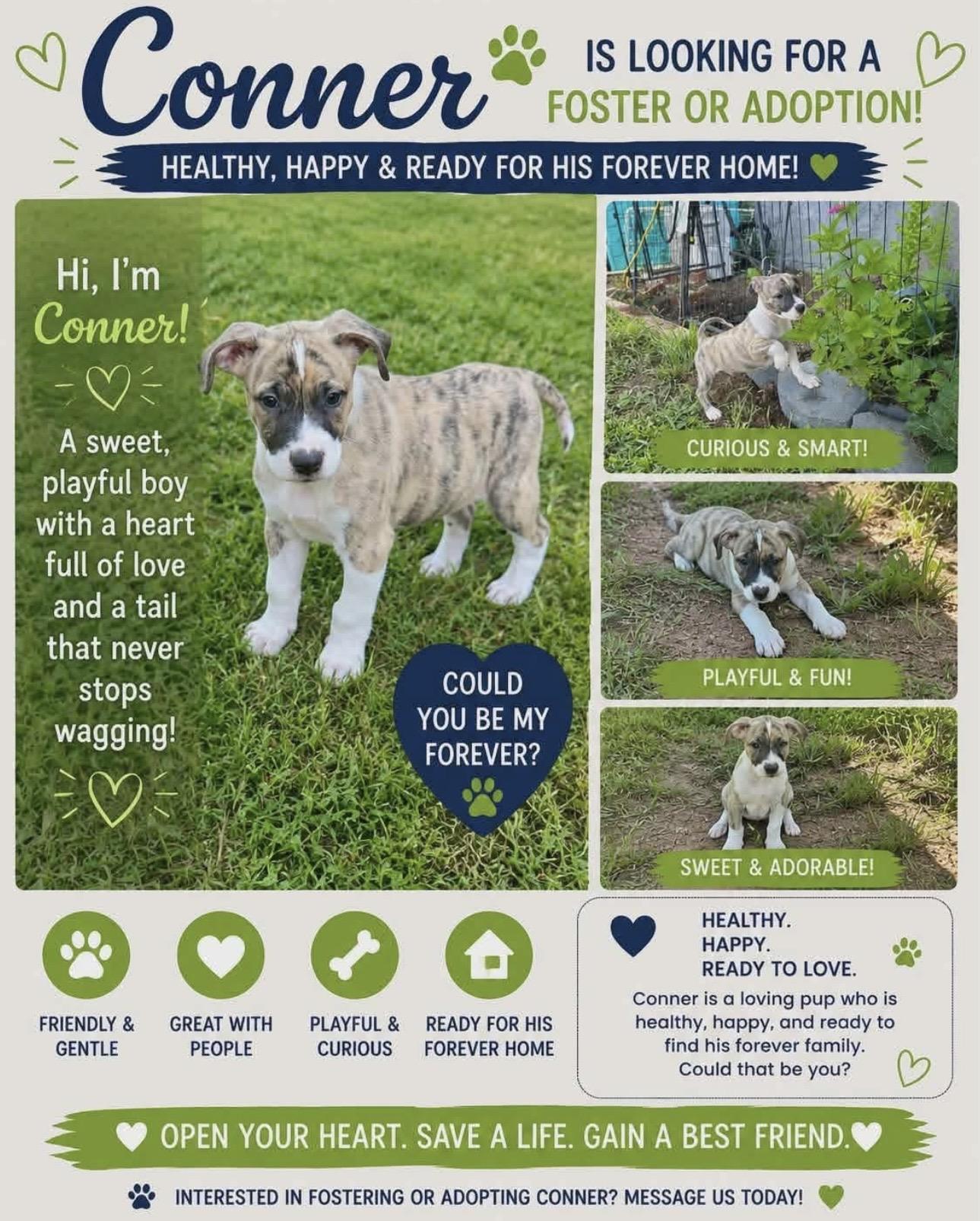 Enlarge CONNER, a Adoptable Mixed Breed in East Flat Rock, NC image 3/6