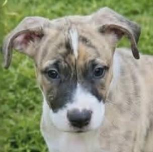CONNER, Adoptable, Puppy Male Mixed Breed.