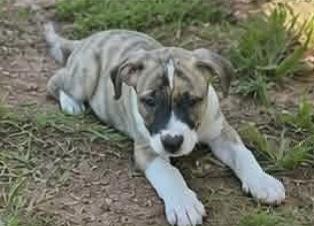 Enlarge CONNER, a Adoptable Mixed Breed in East Flat Rock, NC image 6/6