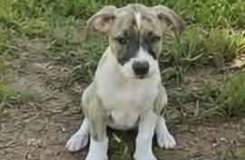Enlarge CONNER, a Adoptable Mixed Breed in East Flat Rock, NC image 5/6
