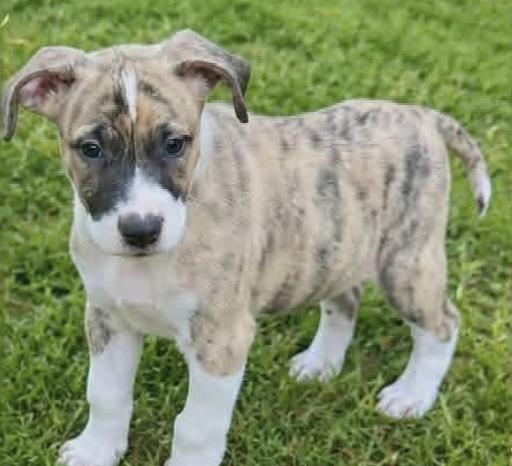Enlarge CONNER, a Adoptable Mixed Breed in East Flat Rock, NC image 2/6
