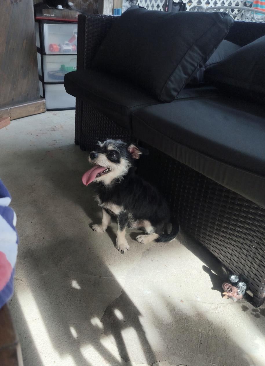 Dolly & Randy, a ADOPTABLE mixed breed in Port Saint Lucie, FL image 6/6