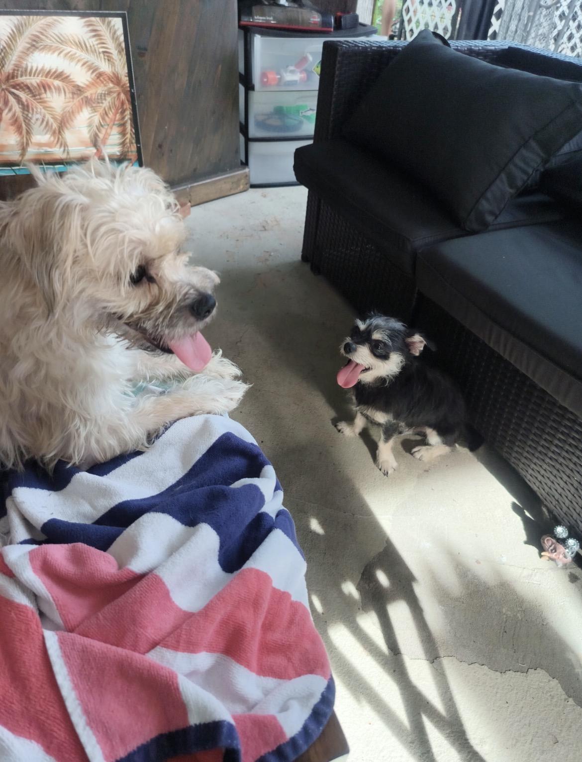 Dolly & Randy, ADOPTABLE, Adult Female Maltese & Shih Tzu.