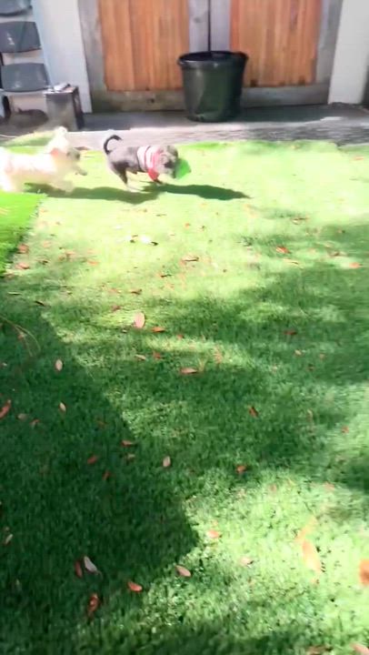 Enlarge Dolly & Randy, a ADOPTABLE mixed breed in Port Saint Lucie, FL video 3/6