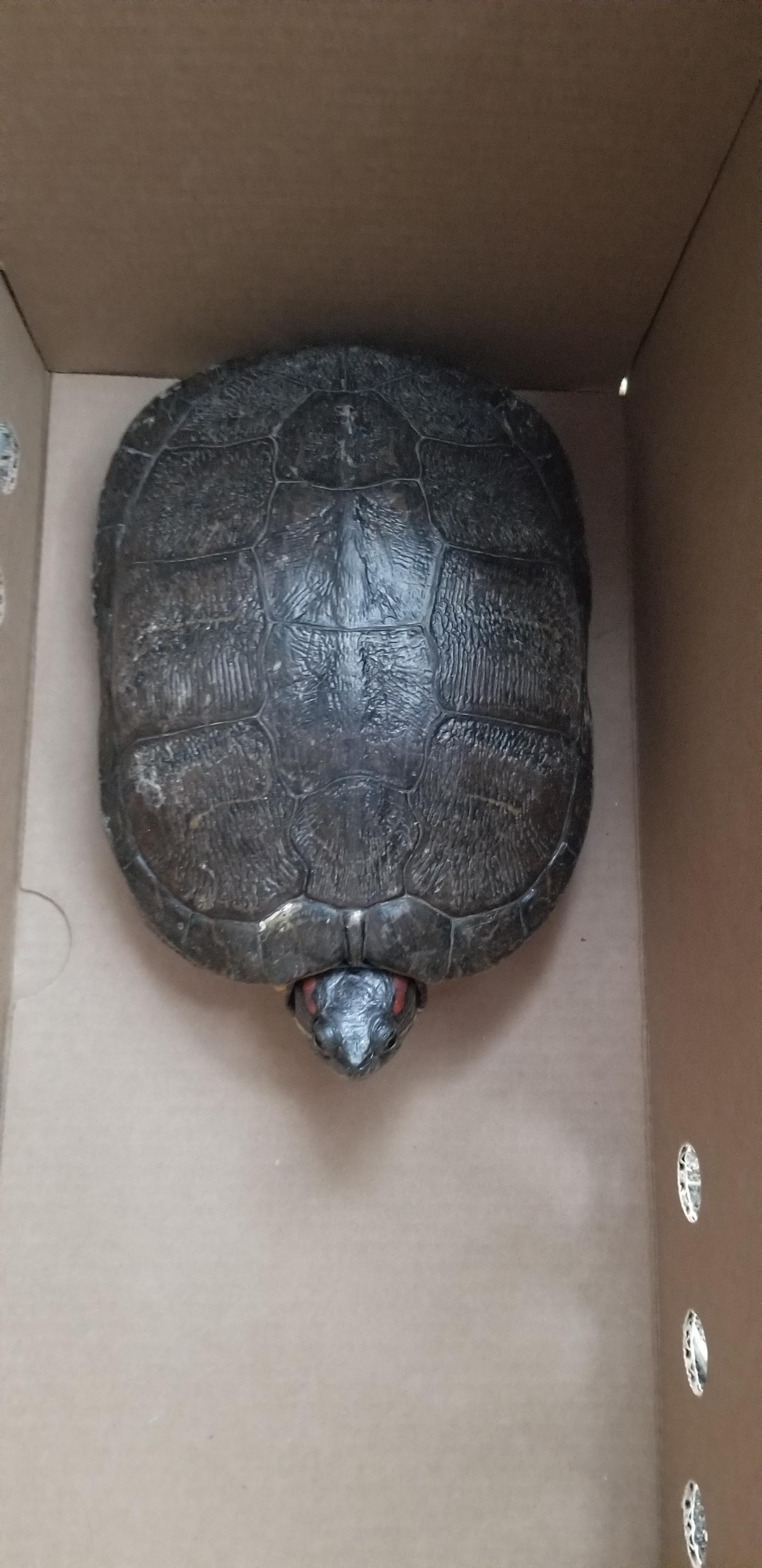 Enlarge RES turtle 16-25, a Adoptable Red-Eared Slider in Modesto, CA image 1/1