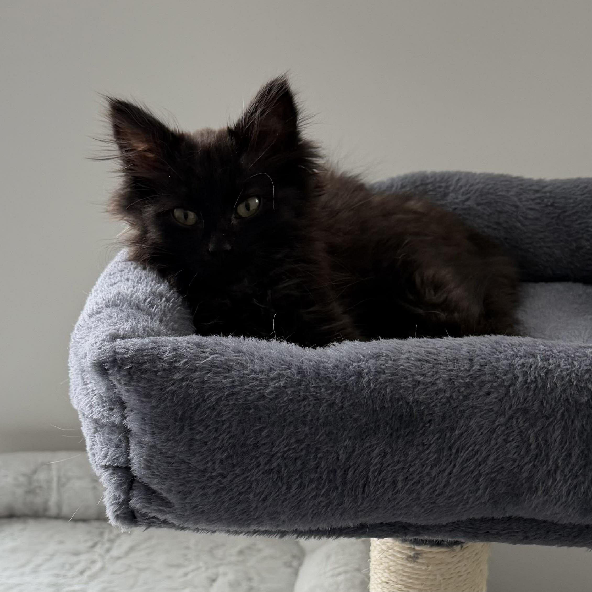 Enlarge Rousey, an adopted Domestic Long Hair in Fairborn, OH image 3/3