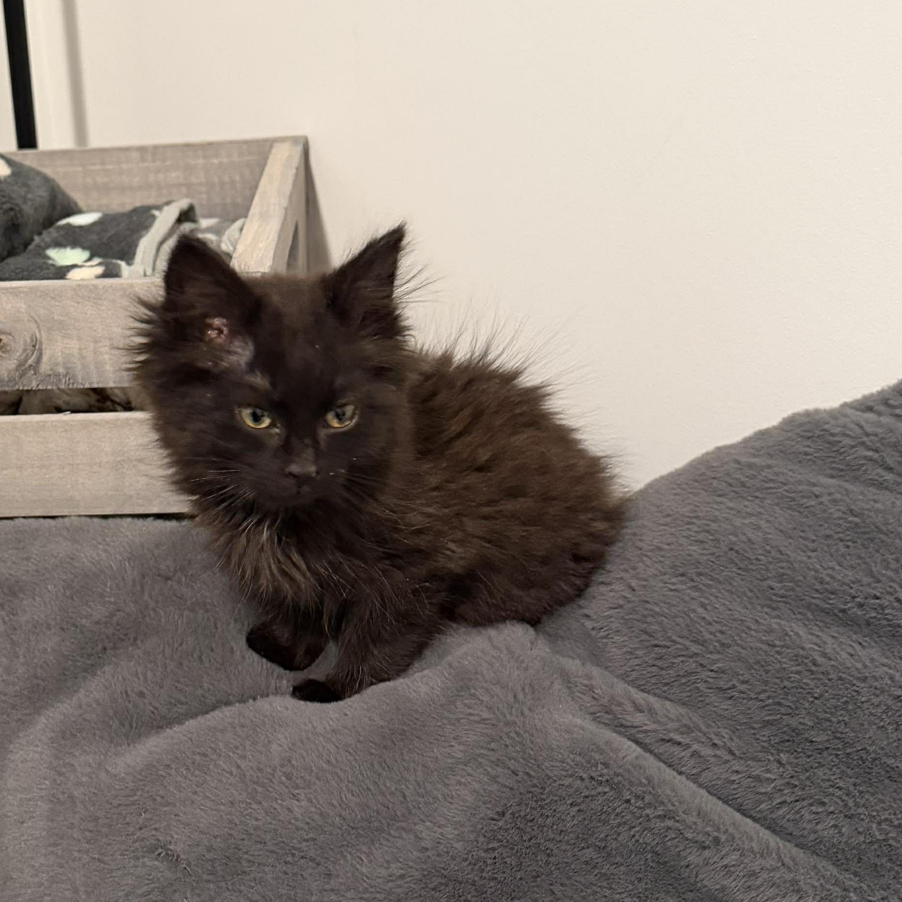 Enlarge Rousey, an adopted Domestic Long Hair in Fairborn, OH image 2/3