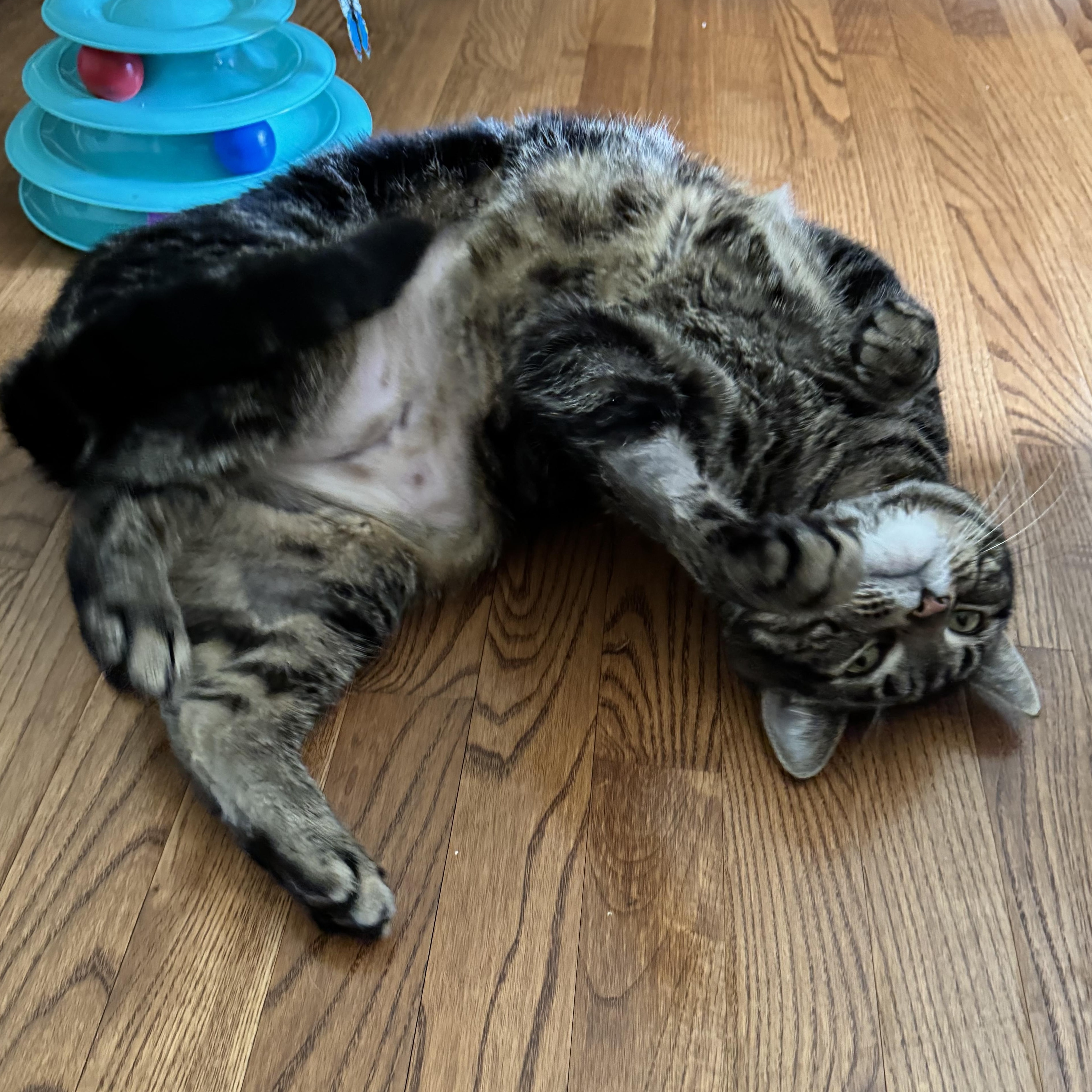 LEONARDO, a Adoptable Domestic Short Hair in Schnecksville, PA image 1/4