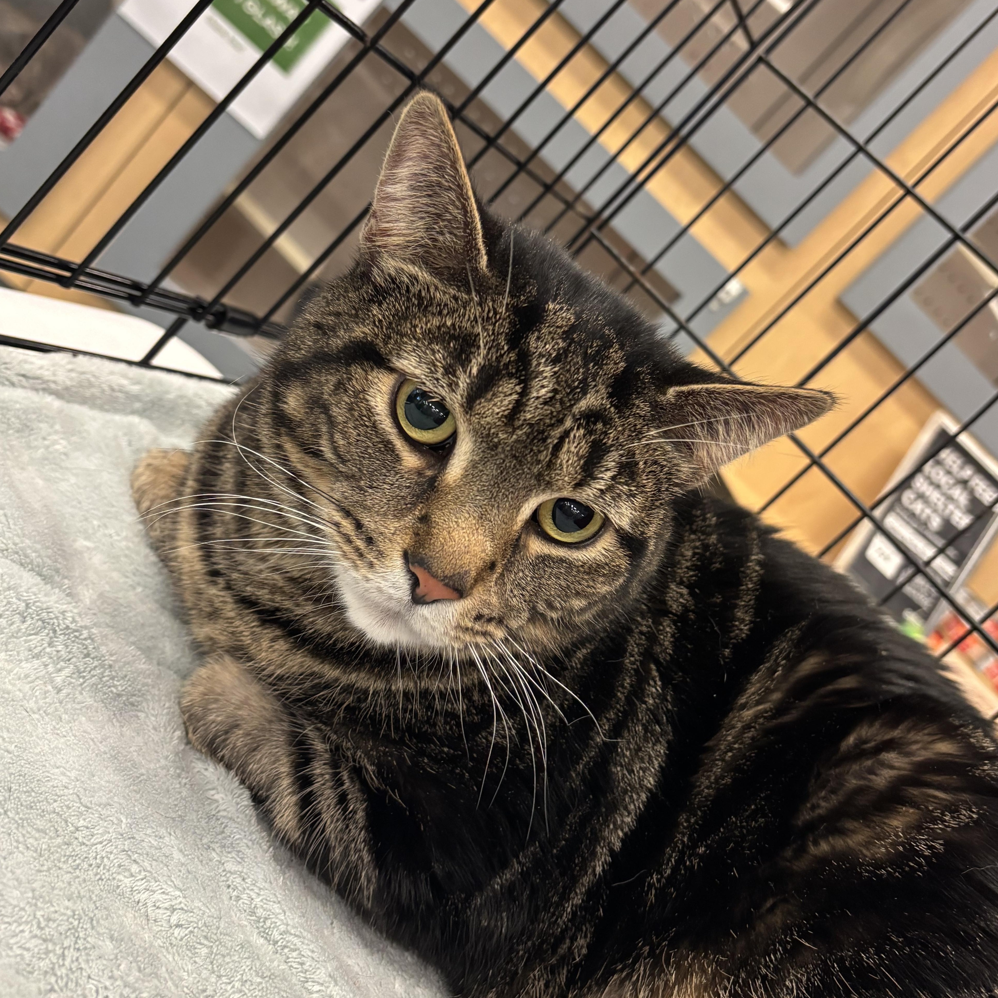 LEONARDO, a Adoptable Domestic Short Hair in Schnecksville, PA image 2/4