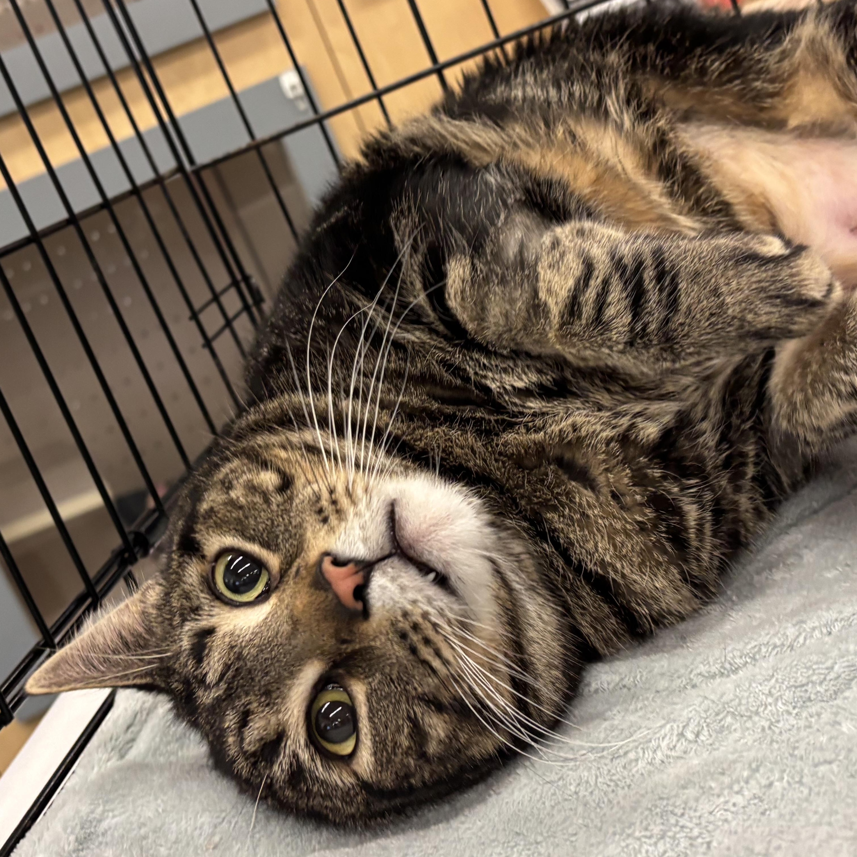 LEONARDO, a Adoptable Domestic Short Hair in Schnecksville, PA image 3/4