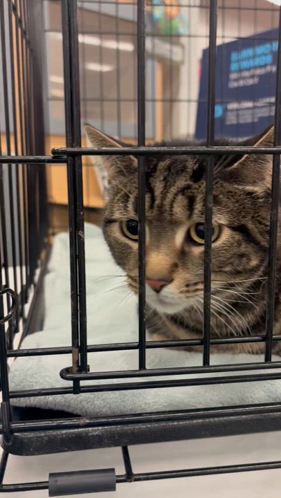 Enlarge LEONARDO, a Adoptable Domestic Short Hair in Schnecksville, PA video 4/4