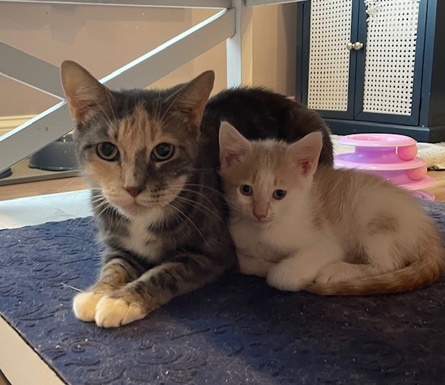 Dillon (LE), Adoptable, Adult Female Domestic Short Hair.