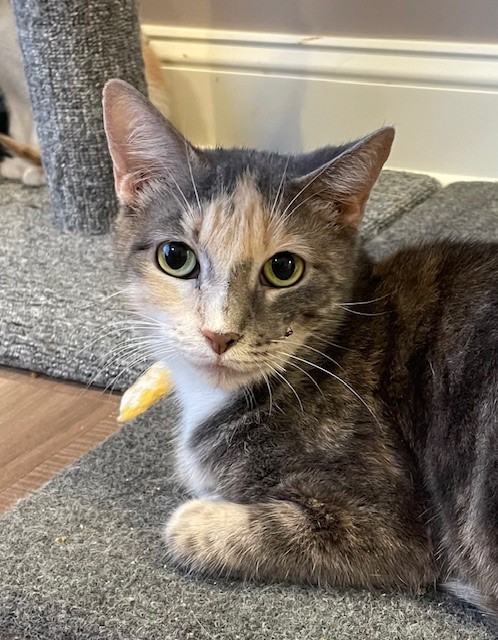 Dillon (LE), Adoptable, Adult Female Domestic Short Hair.