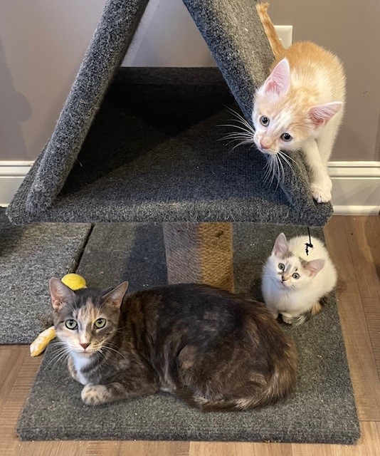 Dillon (LE), a Adoptable Domestic Short Hair in Little Falls, NJ image 3/3