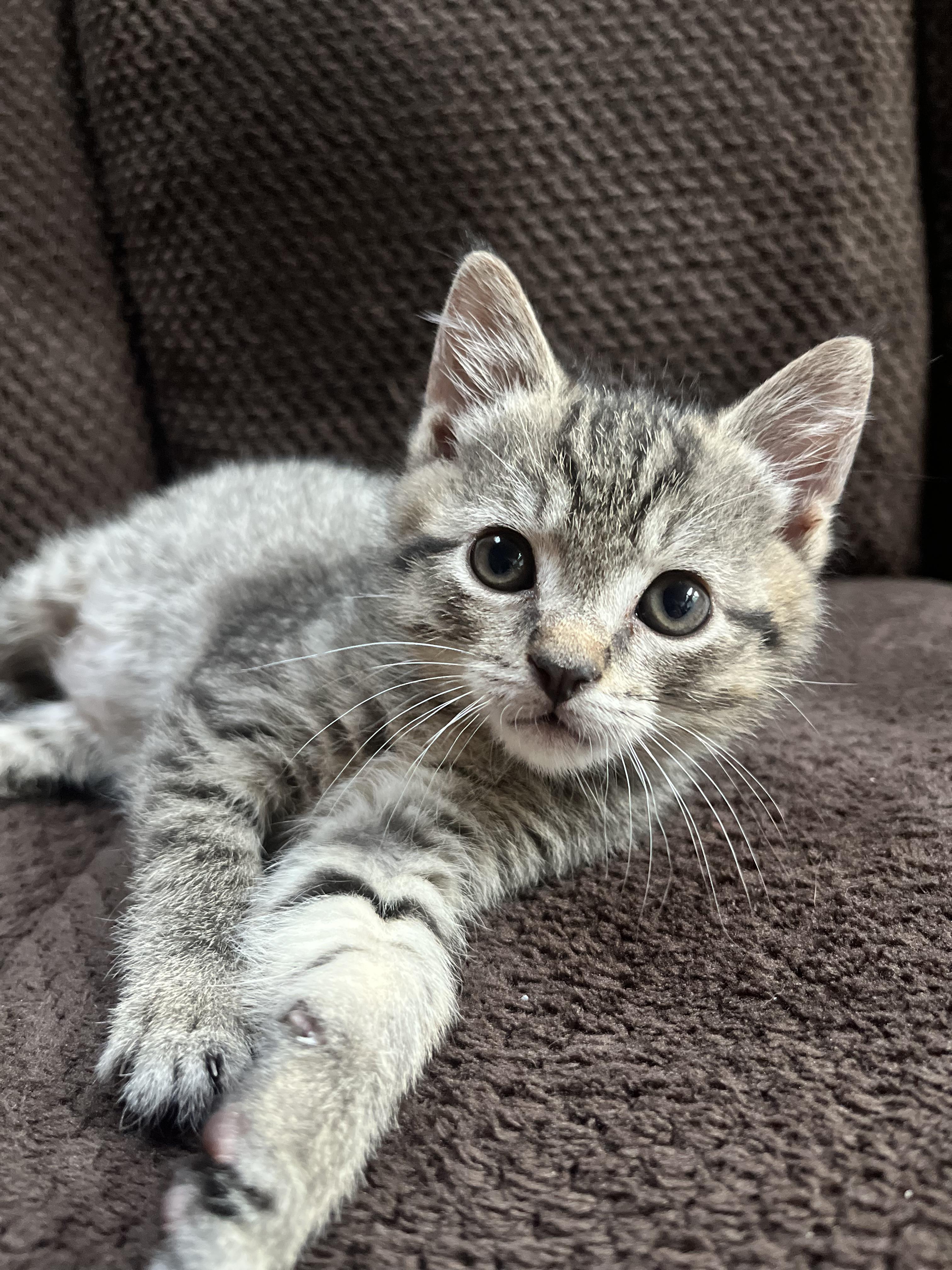 Tangerine Domestic Short Hair Cat