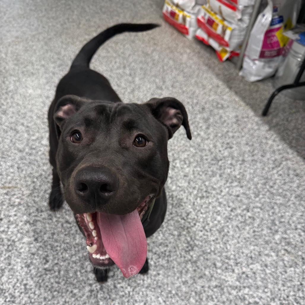 Riot, Adoptable, Young Male Pit Bull Terrier.