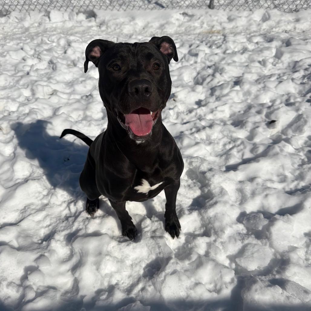 Enlarge Riot, a Adoptable Pit Bull Terrier in Fairmont, WV image 2/6