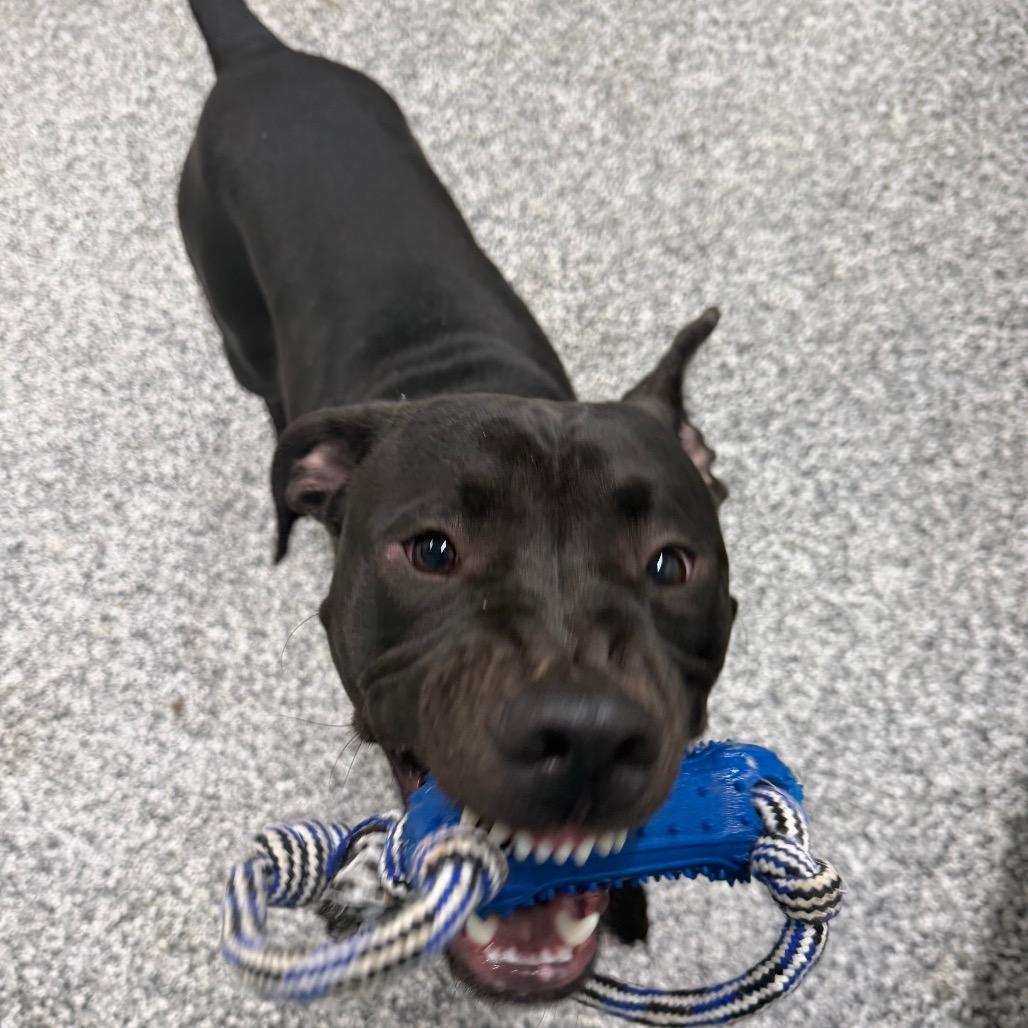 Enlarge Riot, a Adoptable Pit Bull Terrier in Fairmont, WV image 3/6