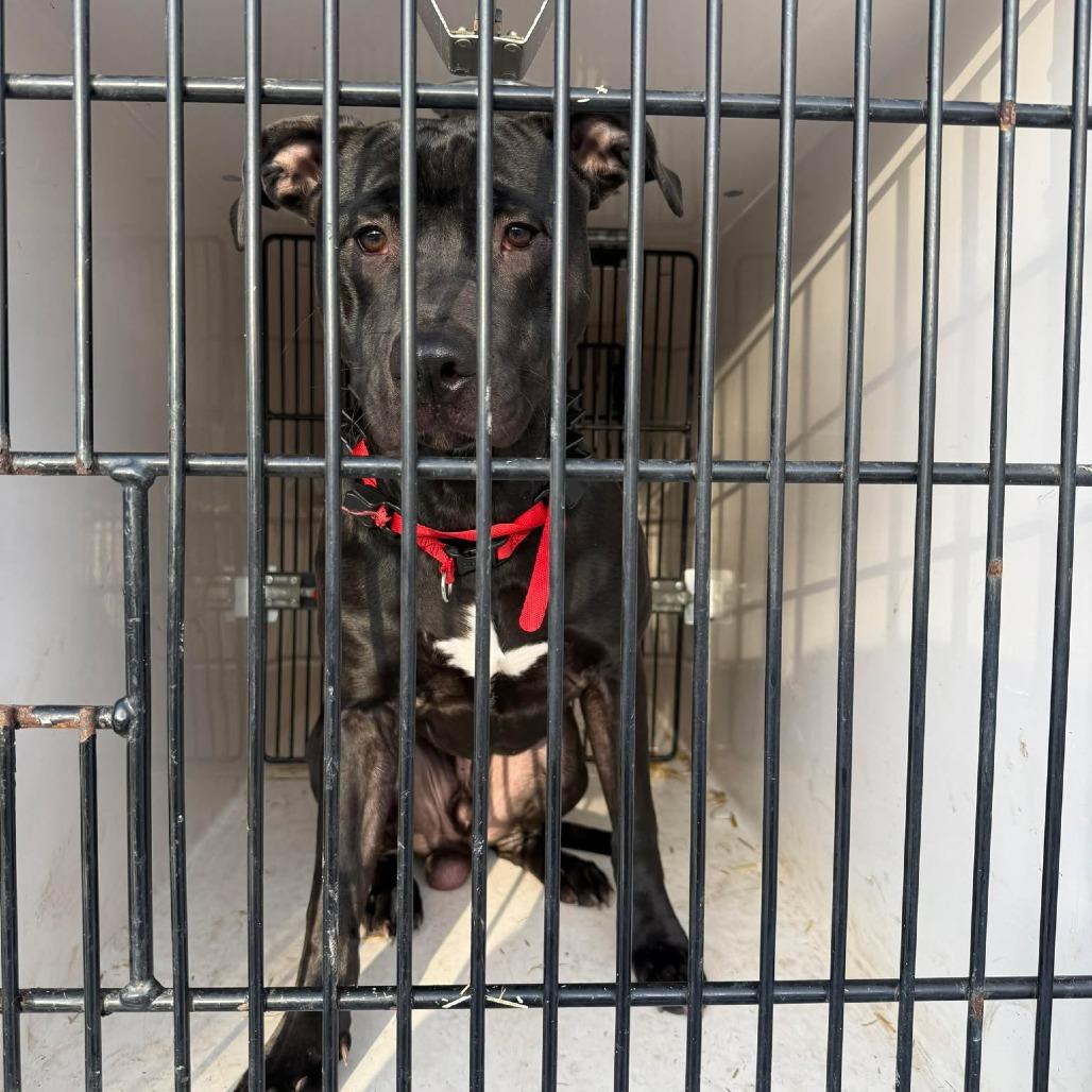 Enlarge Riot, a Adoptable Pit Bull Terrier in Fairmont, WV image 5/6