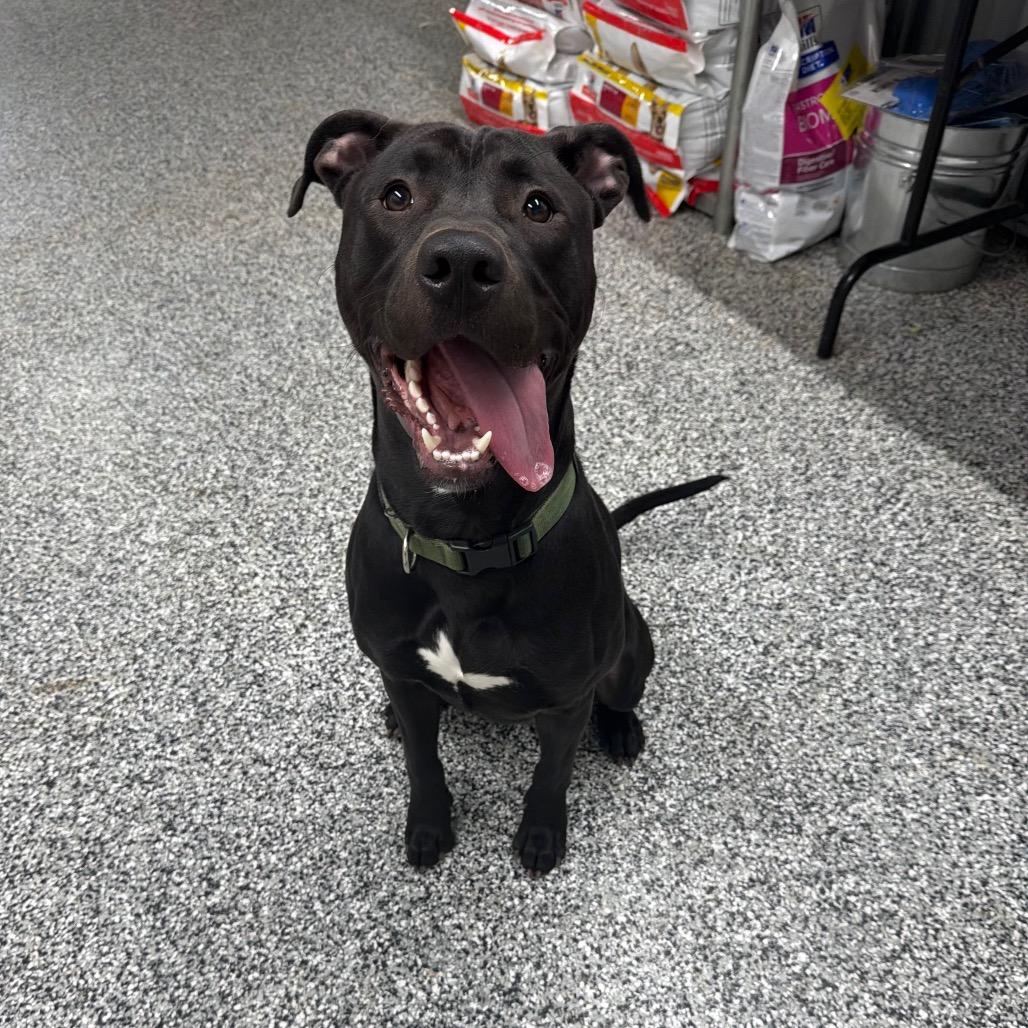 Enlarge Riot, a Adoptable Pit Bull Terrier in Fairmont, WV image 6/6