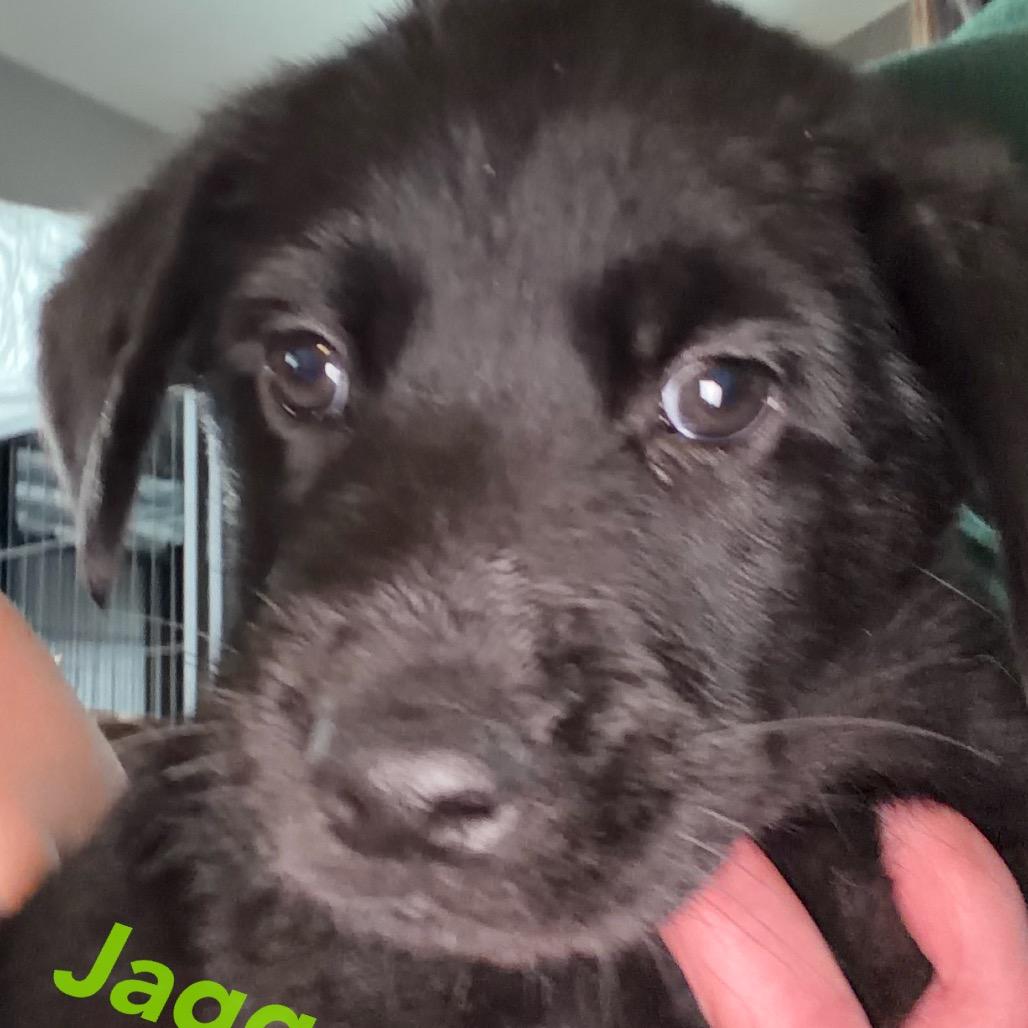 Jagger - green, Adoptable, Puppy Male Black Labrador Retriever.
