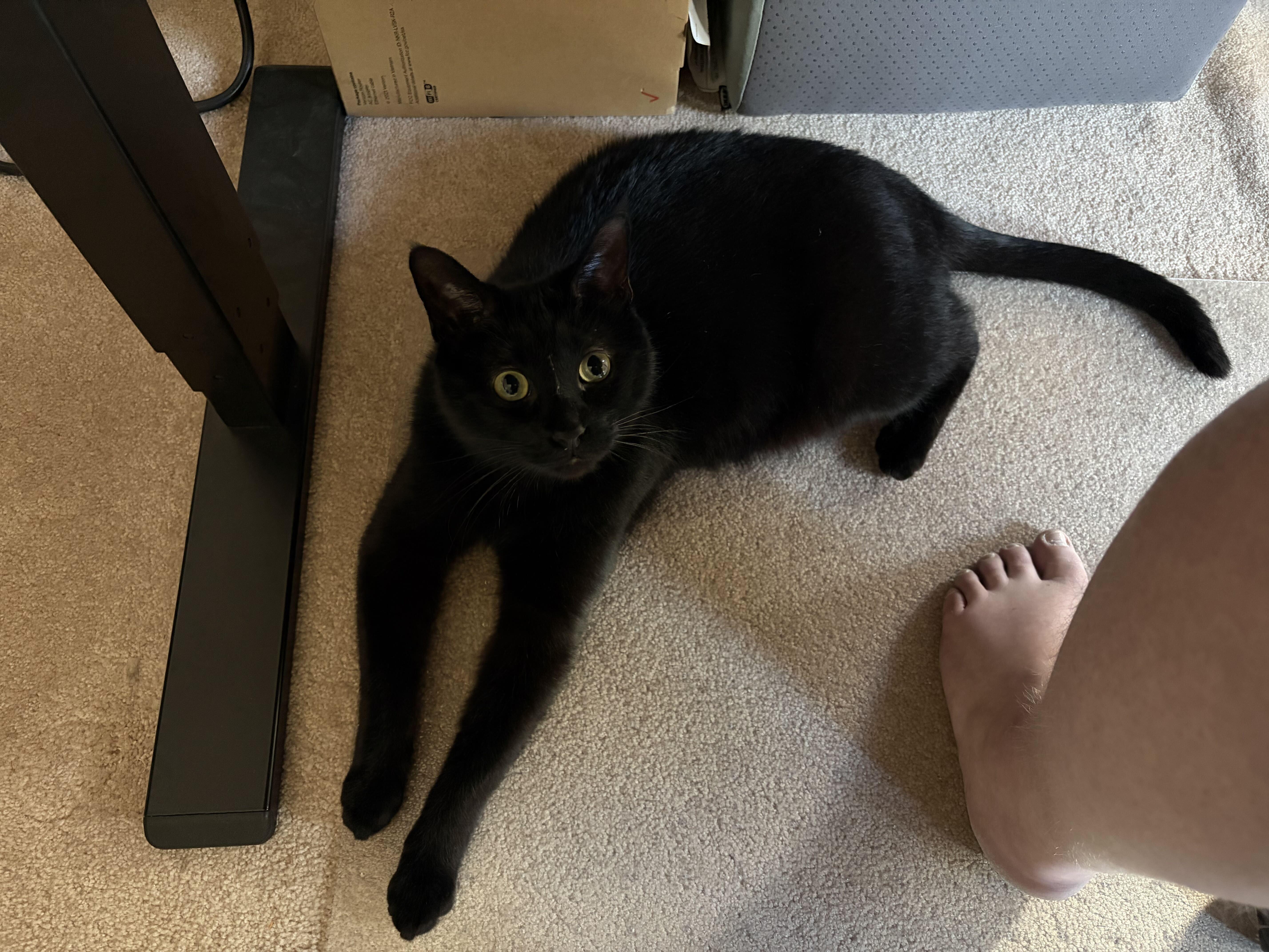 Enlarge Lester, a Adoptable Domestic Short Hair in Waltham, MA image 4/5