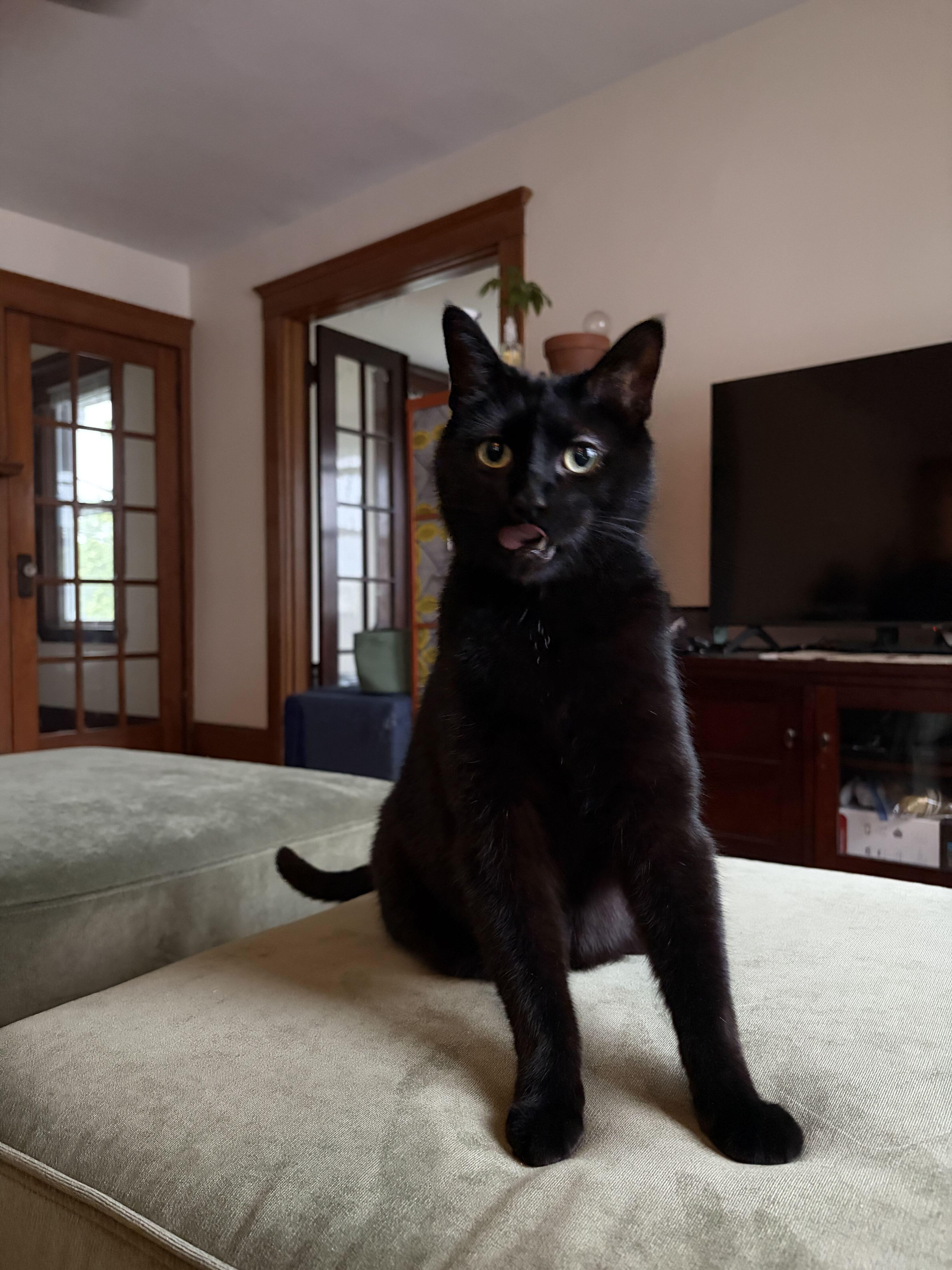 Lester, Adoptable, Young Male Domestic Short Hair.