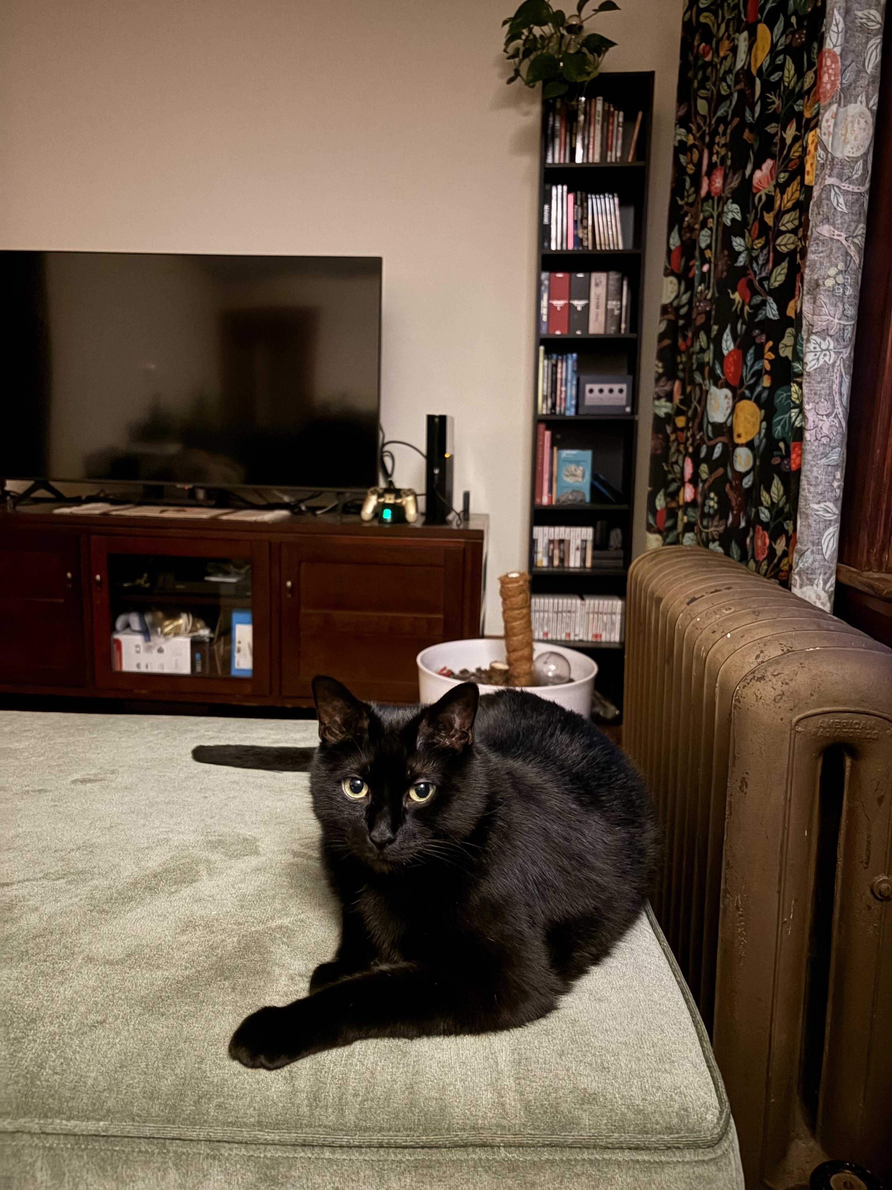 Enlarge Lester, a Adoptable Domestic Short Hair in Waltham, MA image 2/5