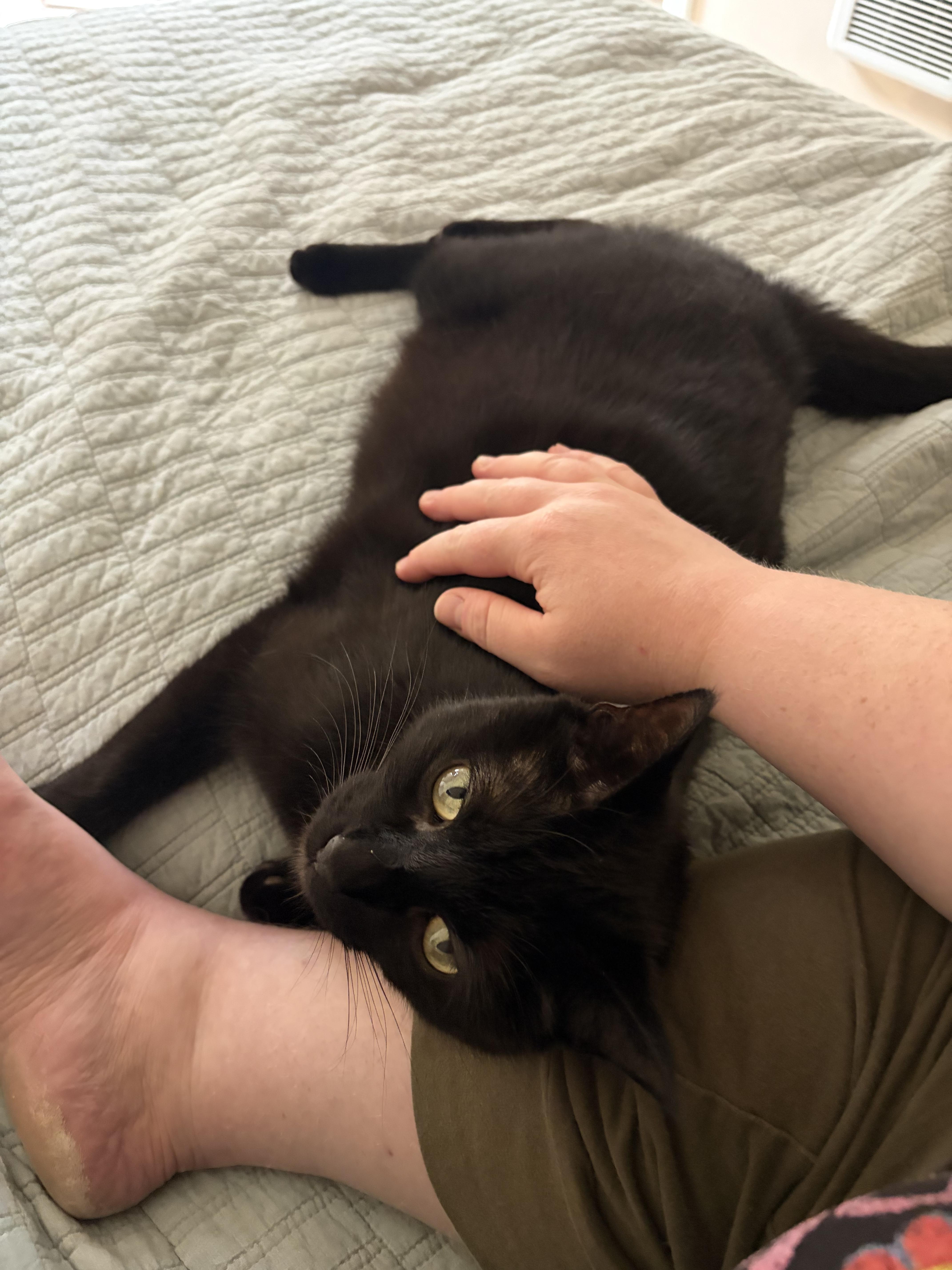 Enlarge Lester, a Adoptable Domestic Short Hair in Waltham, MA image 5/5