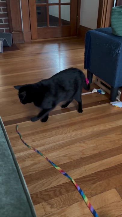 Enlarge Lester, a Adoptable Domestic Short Hair in Waltham, MA video 3/5