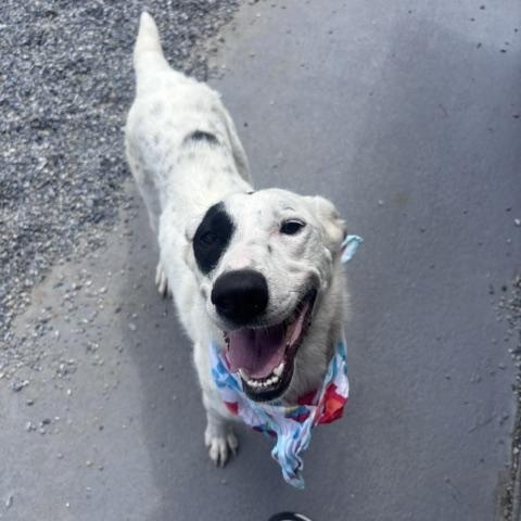 Enlarge Stringbean, a ADOPTABLE mixed breed in Marion, NC image 1/3