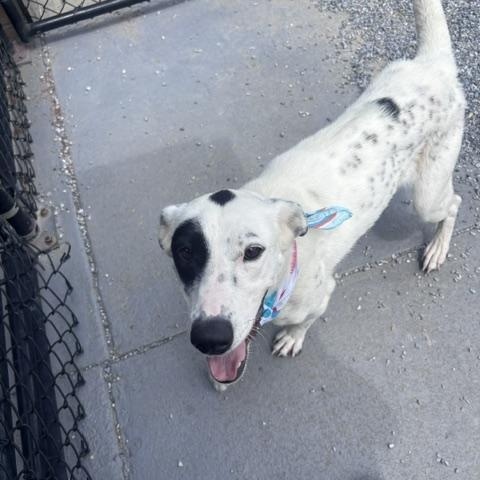 Enlarge Stringbean, a ADOPTABLE mixed breed in Marion, NC image 3/3