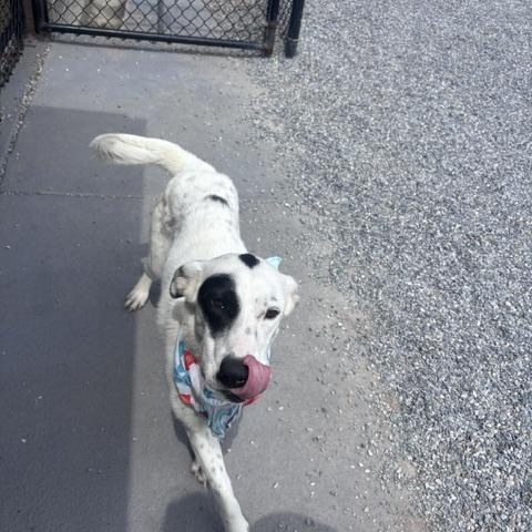 Enlarge Stringbean, a ADOPTABLE mixed breed in Marion, NC image 2/3
