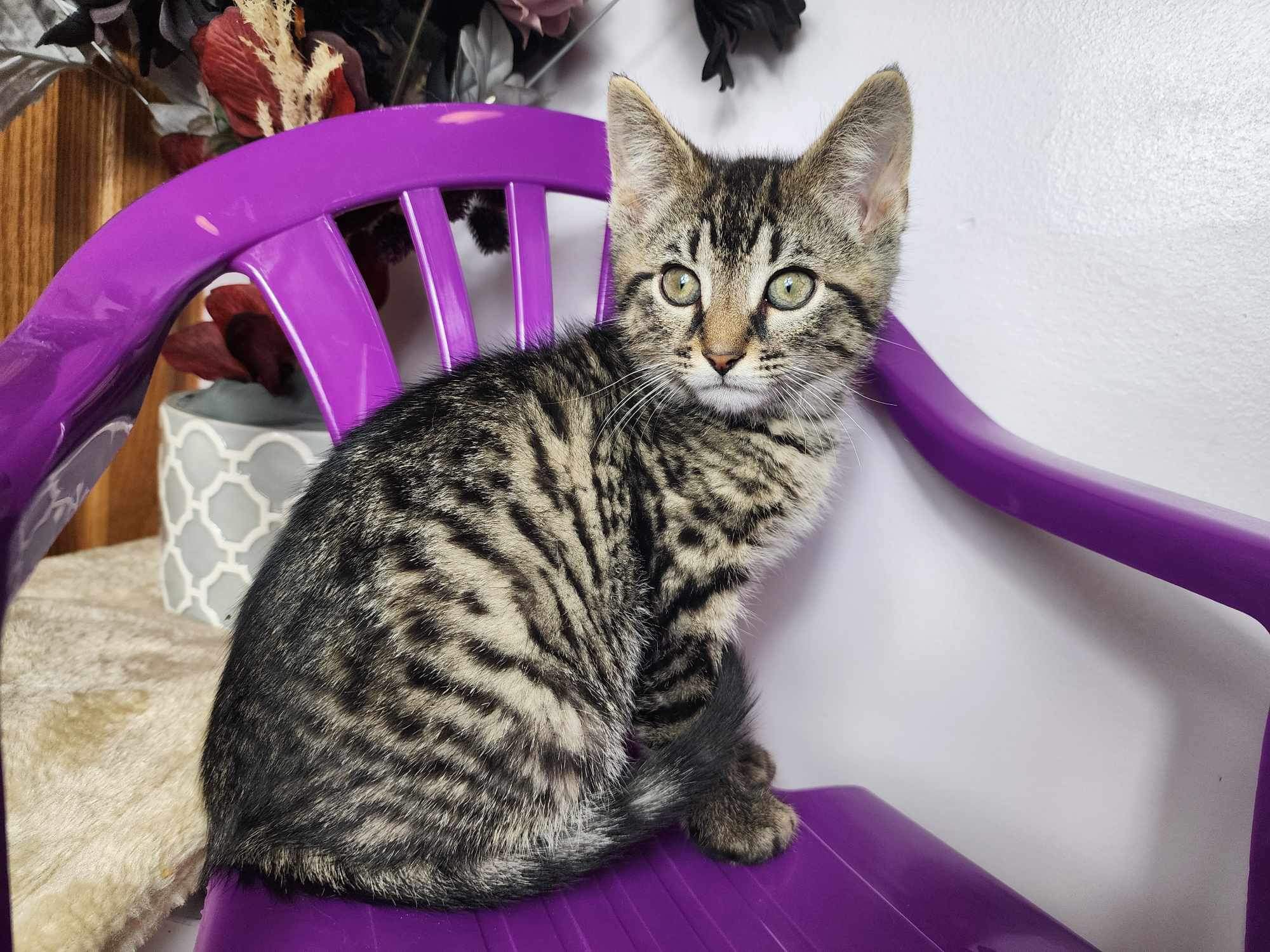 Enlarge Dallas, a Adoptable mixed breed in Greensburg, PA image 6/6