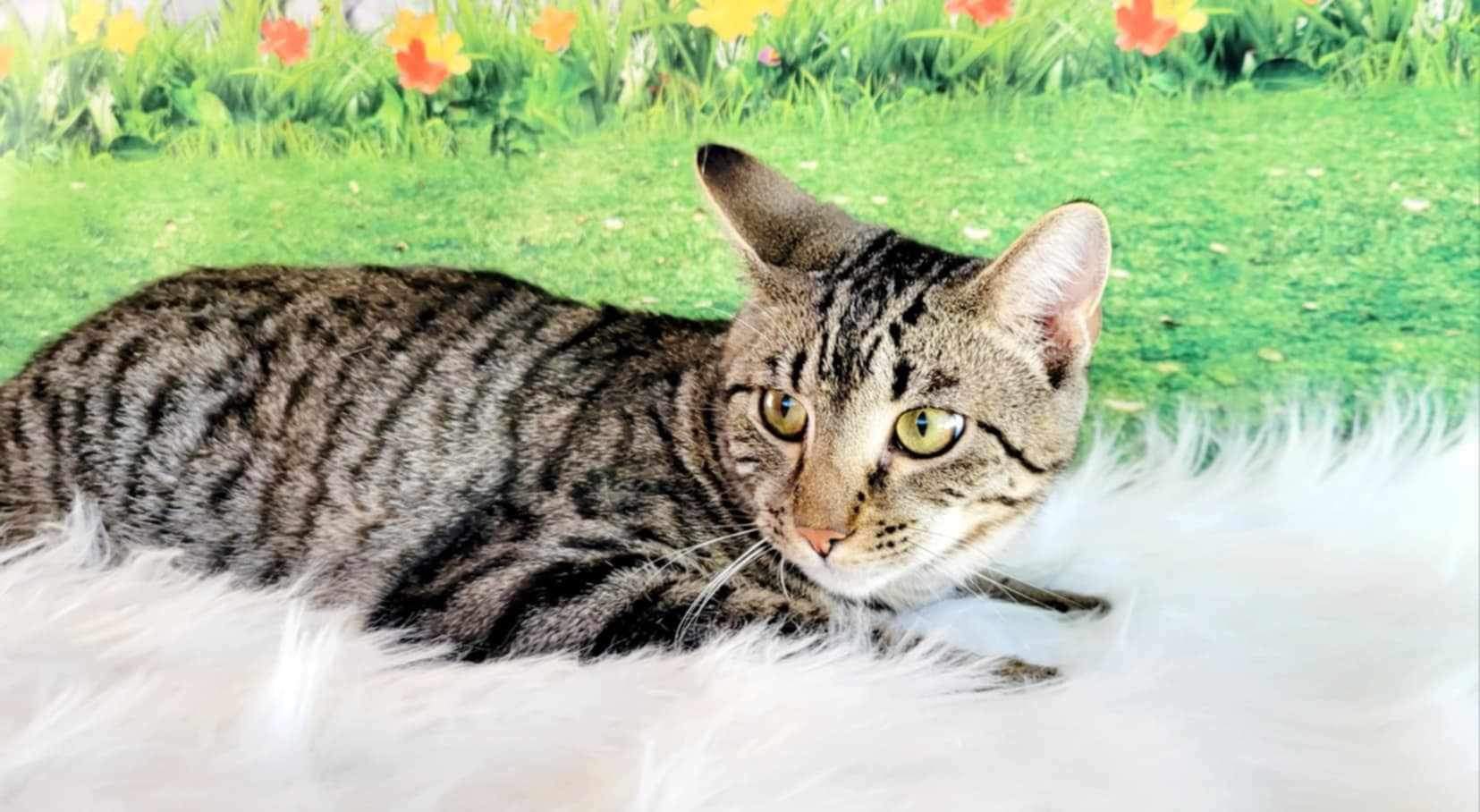 Enlarge Dallas, a Adoptable mixed breed in Greensburg, PA image 5/6