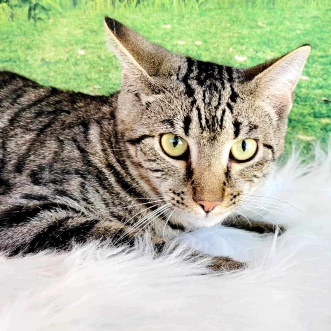 Enlarge Dallas, a Adoptable mixed breed in Greensburg, PA image 1/6