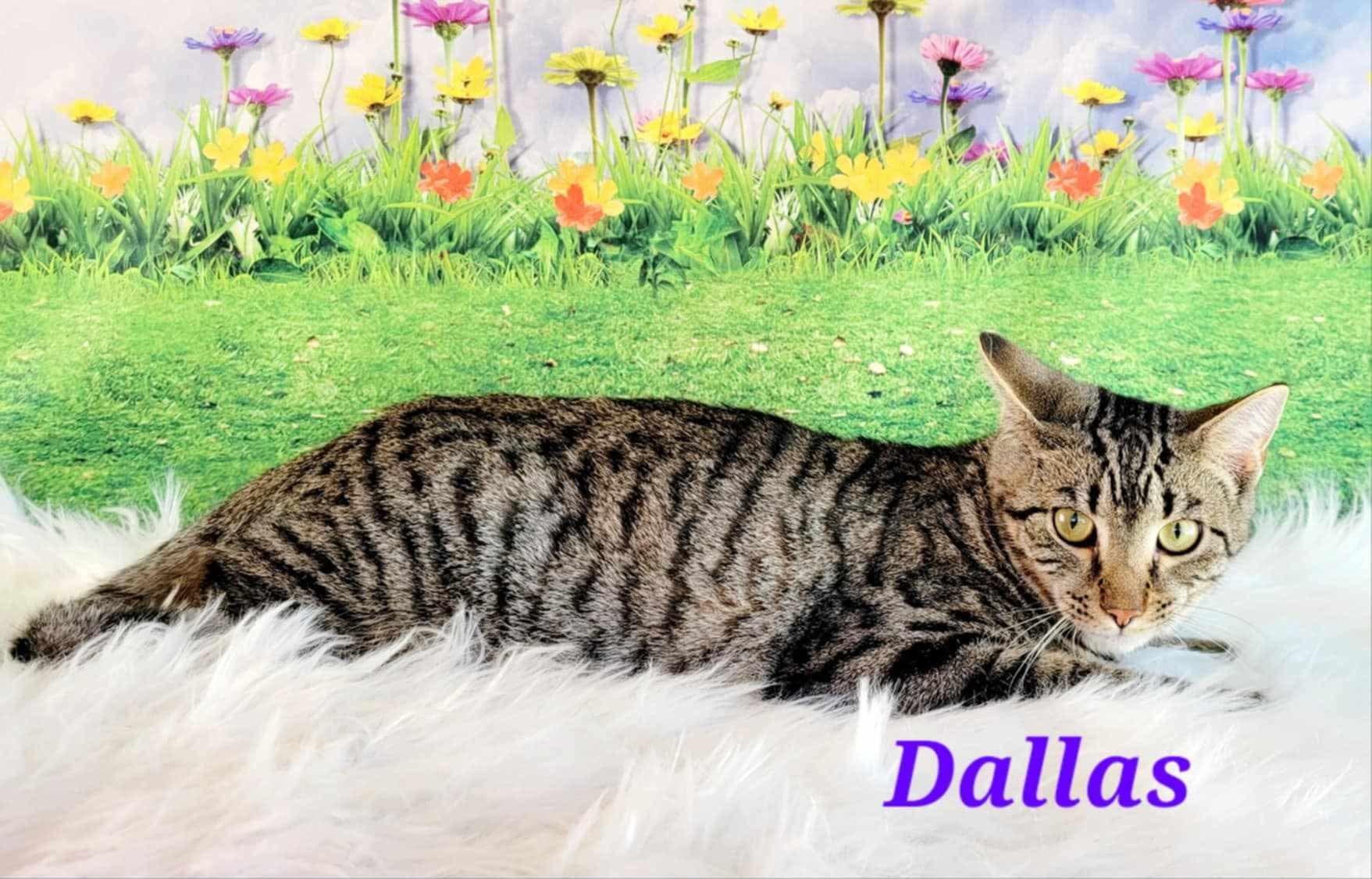 Enlarge Dallas, a Adoptable mixed breed in Greensburg, PA image 3/6
