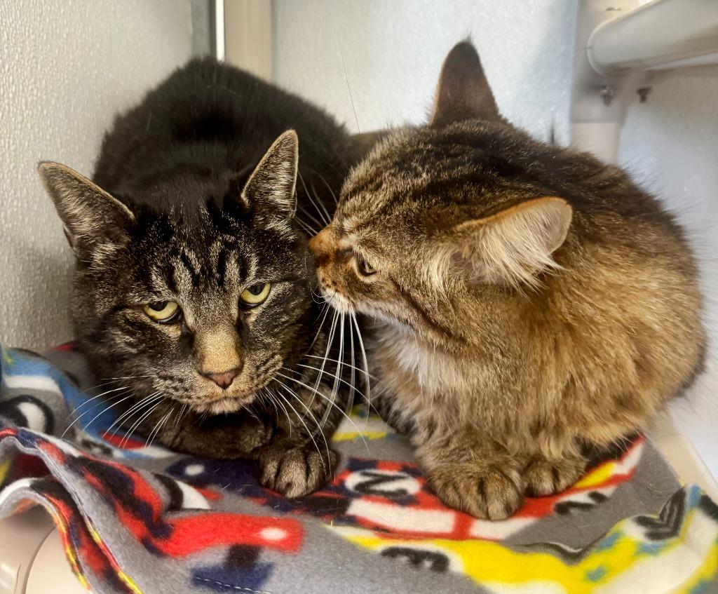 Jackson, Adoptable, Senior Male Domestic Short Hair.