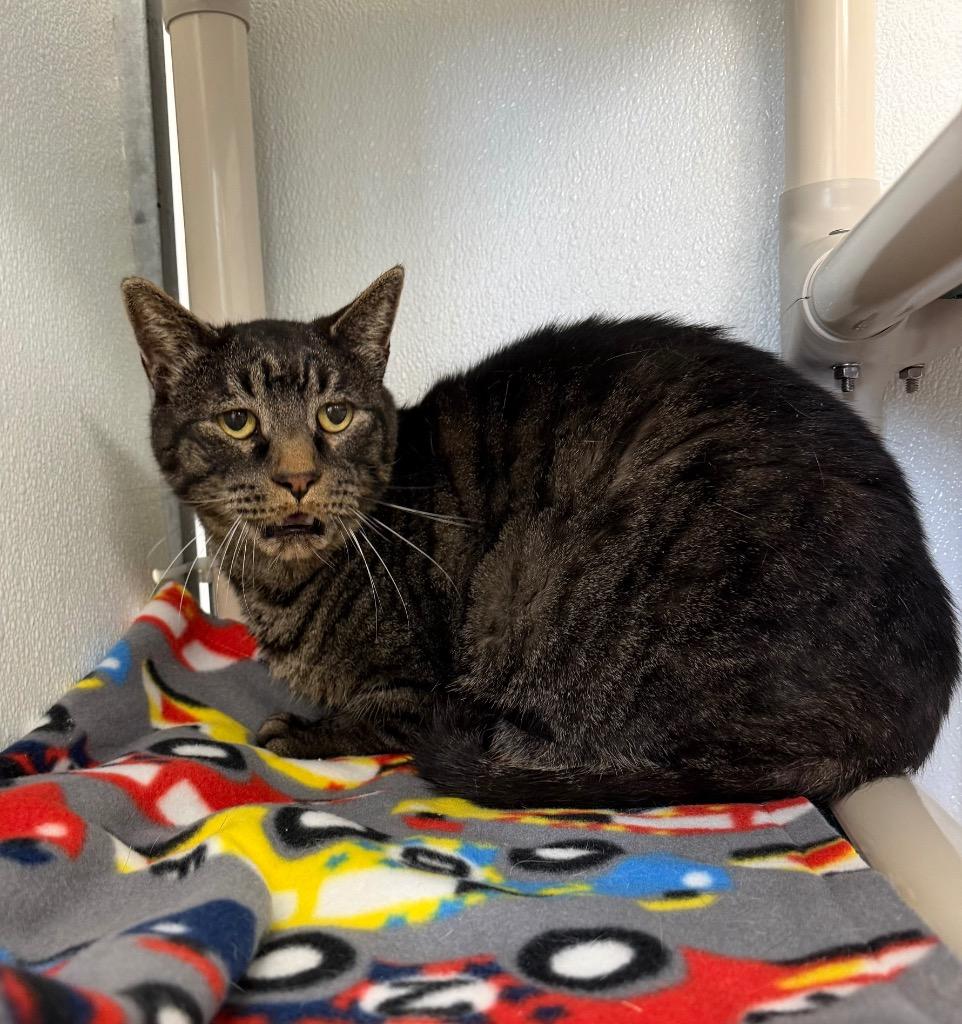 Enlarge Jackson, a Adoptable mixed breed in Gillette, WY image 3/3