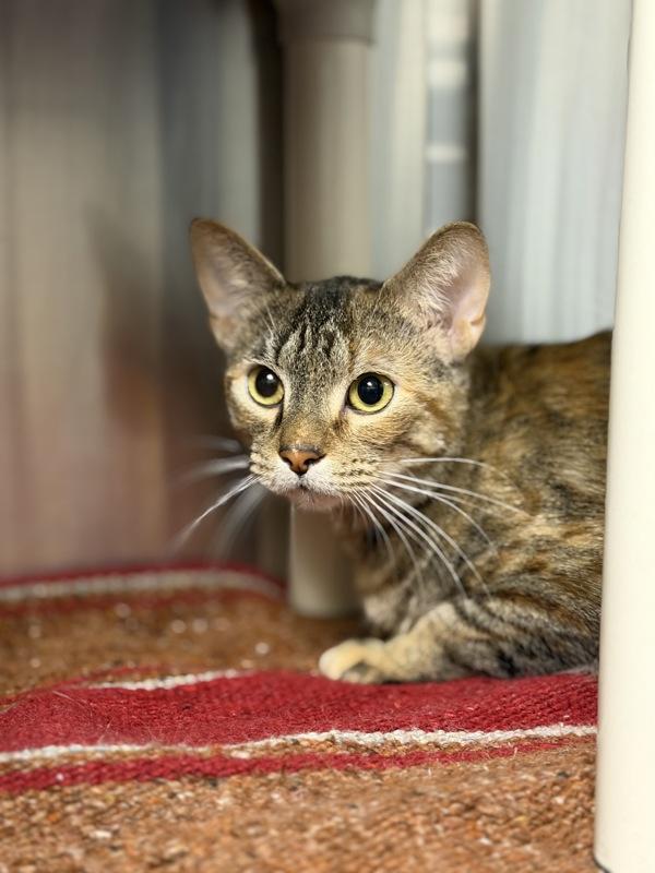 Enlarge Over the Moon, a Adoptable mixed breed in Richmond, VA image 1/4