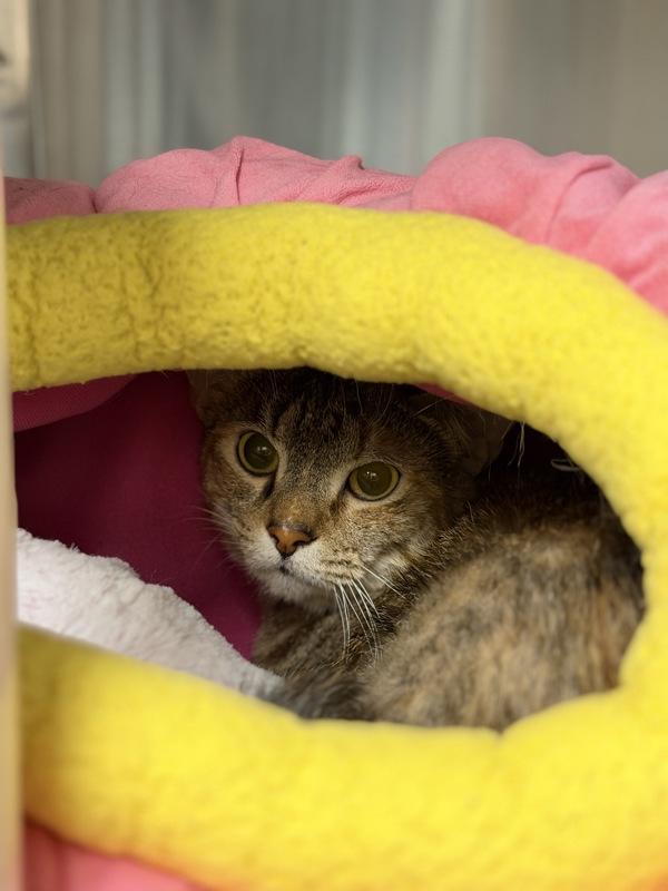 Enlarge Over the Moon, a Adoptable mixed breed in Richmond, VA image 2/4