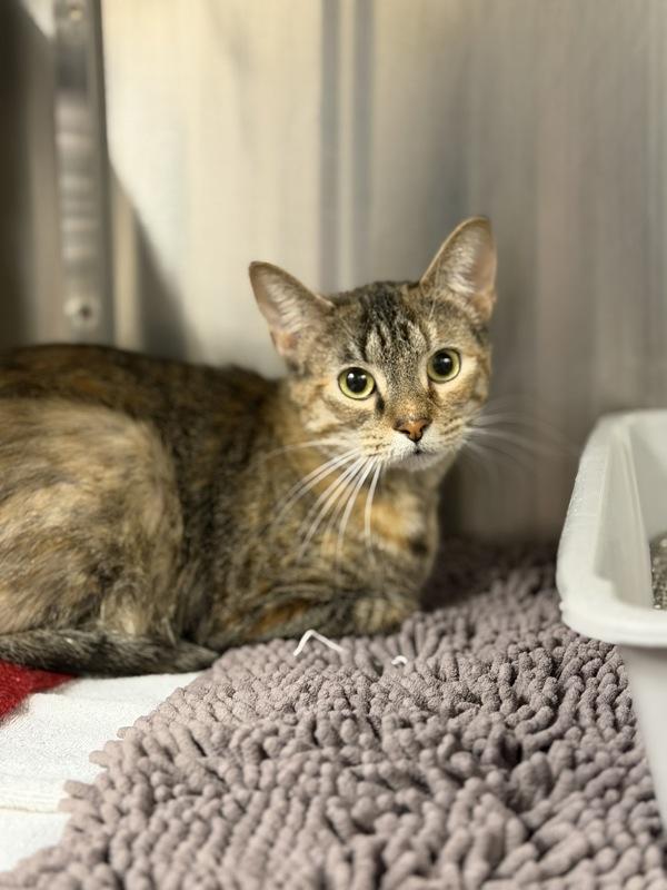 Enlarge Over the Moon, a Adoptable mixed breed in Richmond, VA image 3/4